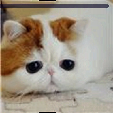 马强